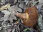 Mérges pókhálósgomba (Cortinarius orellanus), Pilis